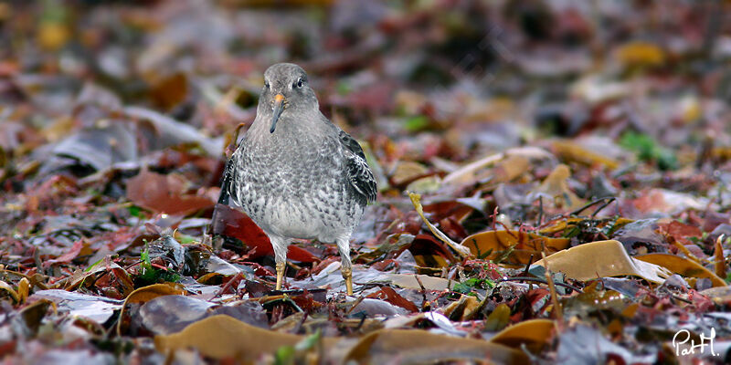 Purple Sandpiper, identification