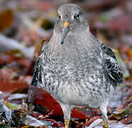 Purple Sandpiper