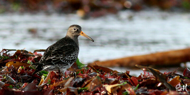 Purple Sandpiperadult, identification