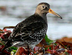 Purple Sandpiper