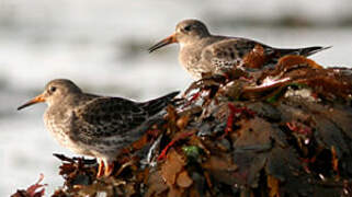 Purple Sandpiper