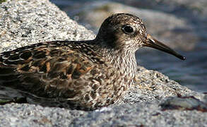 Purple Sandpiper