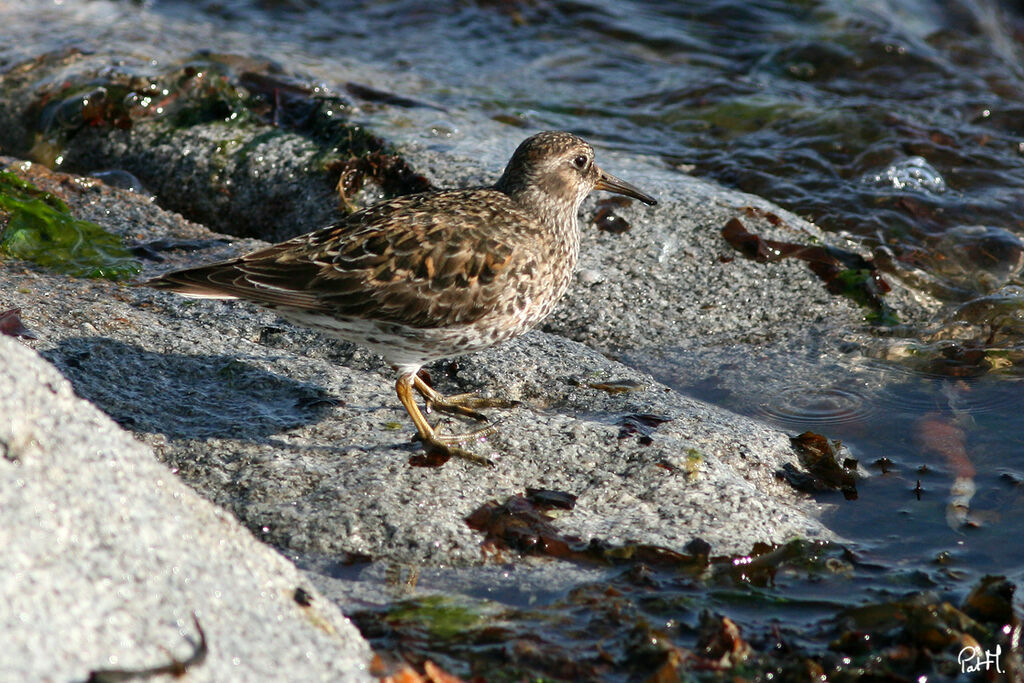 Purple Sandpiper, identification