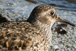 Purple Sandpiper