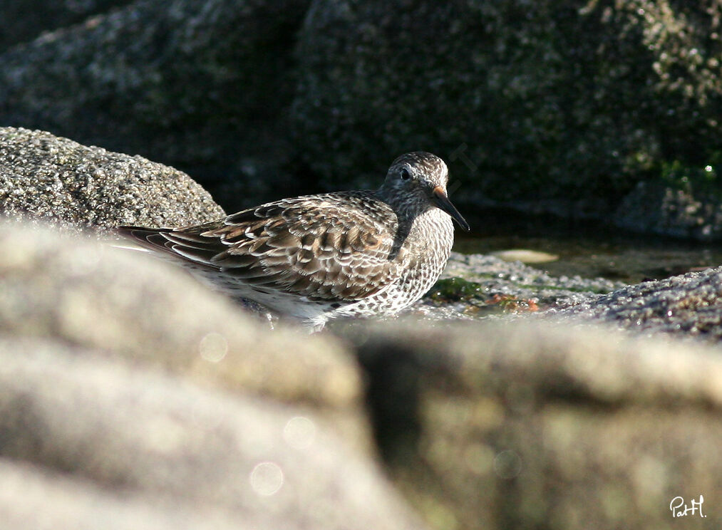 Purple Sandpiper, identification