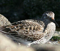 Purple Sandpiper