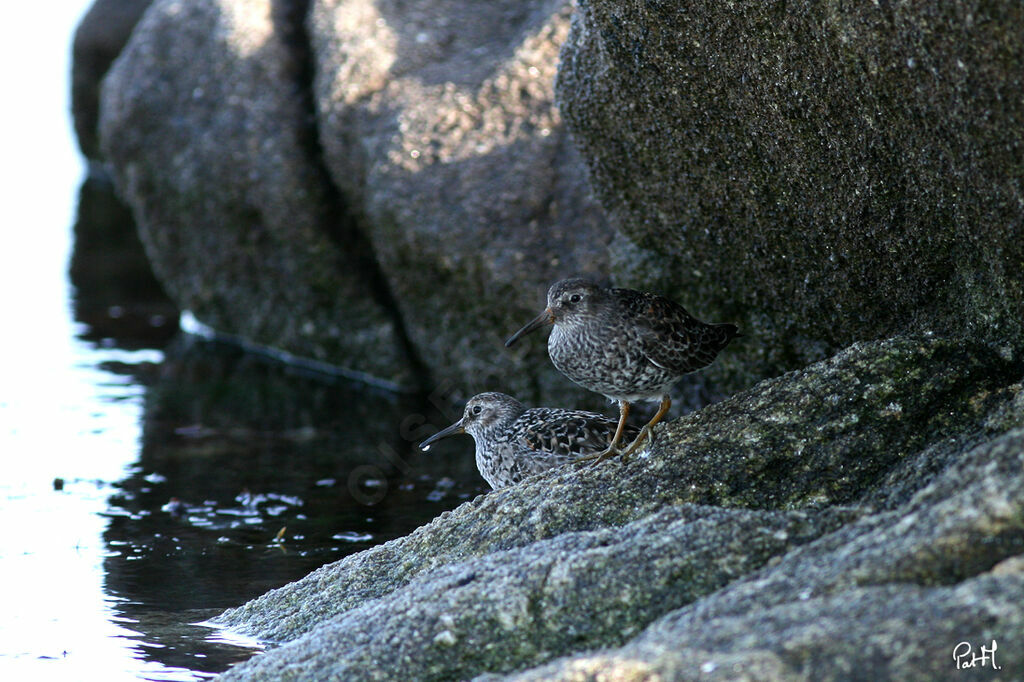 Purple Sandpiper, identification, Behaviour