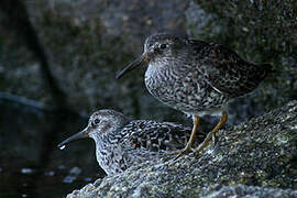 Purple Sandpiper