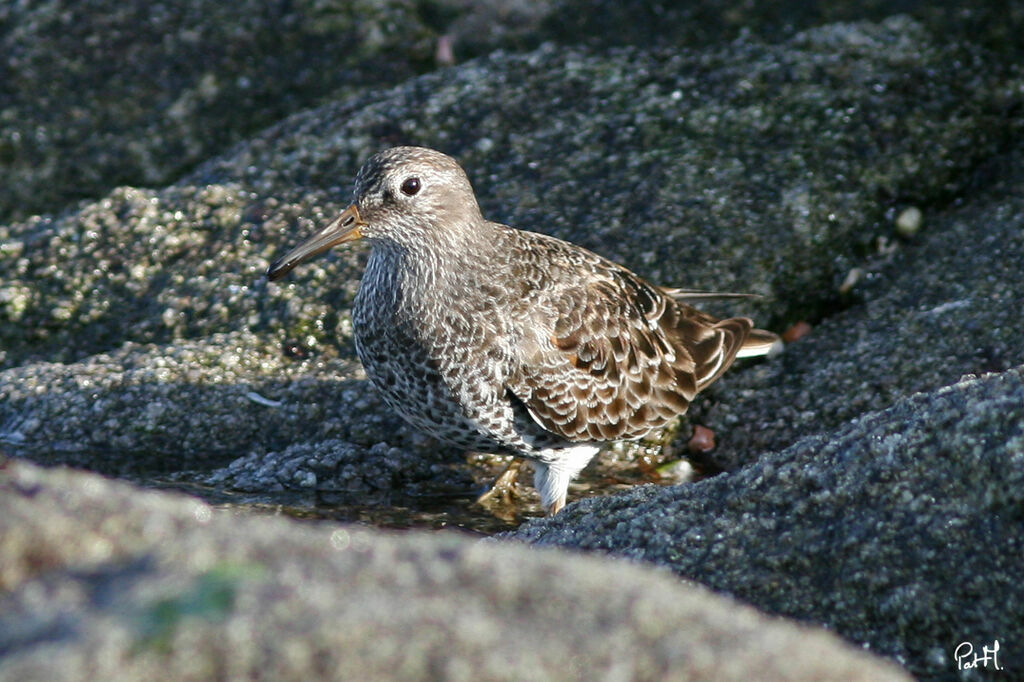 Purple Sandpiper, identification