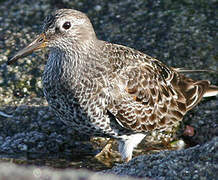 Purple Sandpiper