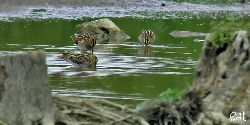 Common Snipe, identification, Behaviour