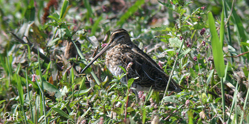 Common Snipe, identification