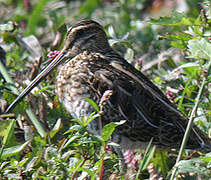 Common Snipe