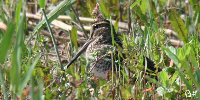 Common Snipe, Behaviour