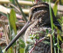 Common Snipe