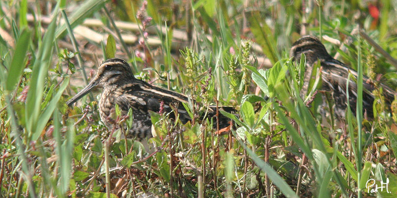 Common Snipe, Behaviour