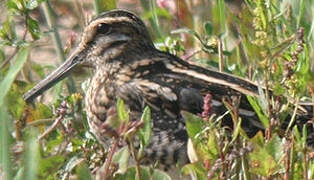 Common Snipe