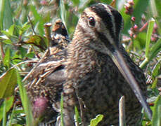 Common Snipe