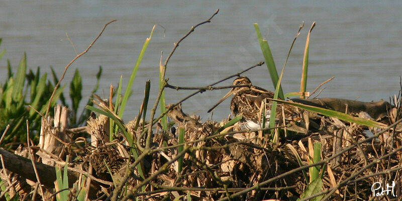 Common Snipe, Behaviour