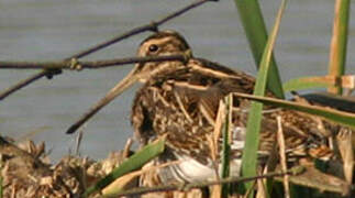 Common Snipe