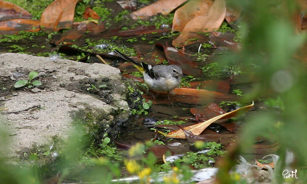 Grey Wagtail female, identification