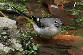 Grey Wagtail