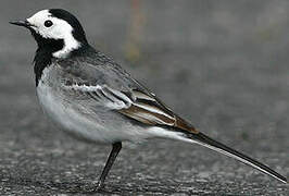 White Wagtail