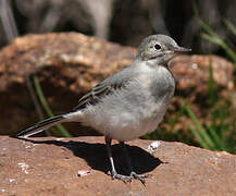 White Wagtail