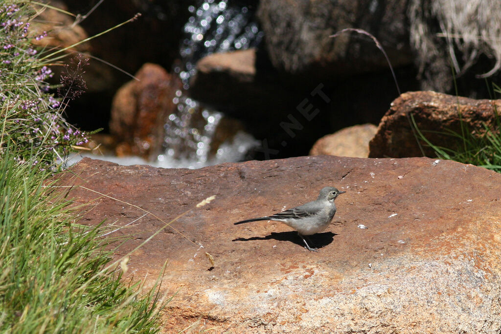 White Wagtailjuvenile, identification