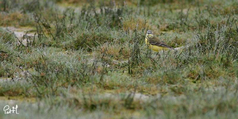 Western Yellow Wagtail, identification