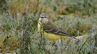 Western Yellow Wagtail