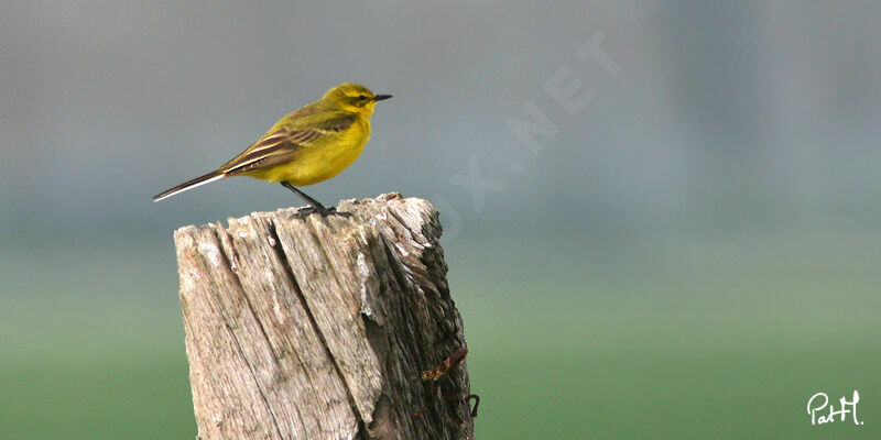 Western Yellow Wagtail male adult, identification