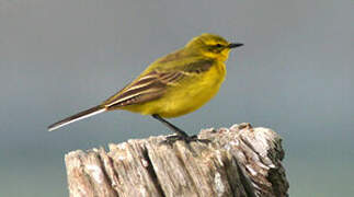 Western Yellow Wagtail