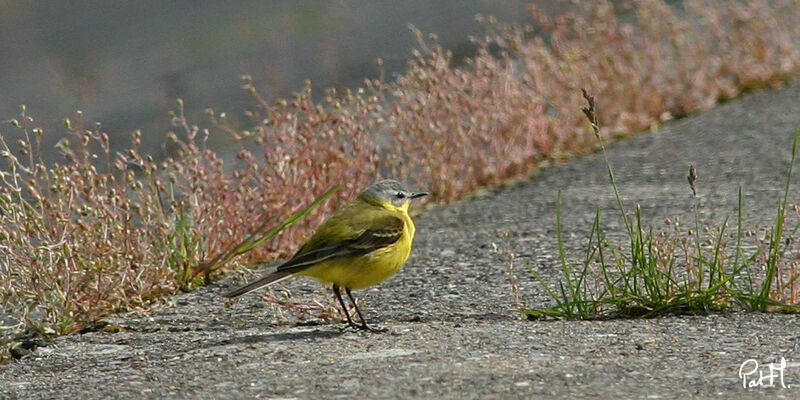 Western Yellow Wagtailadult, identification