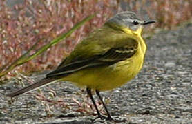 Western Yellow Wagtail