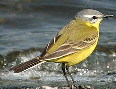 Western Yellow Wagtail