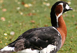 Red-breasted Goose