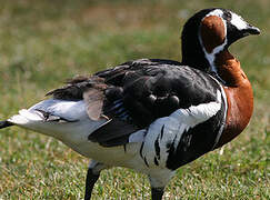 Red-breasted Goose