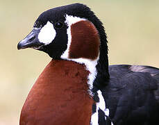 Red-breasted Goose