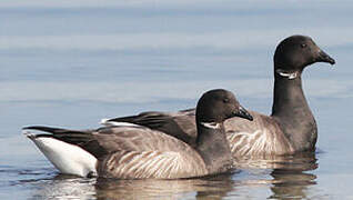 Brant Goose