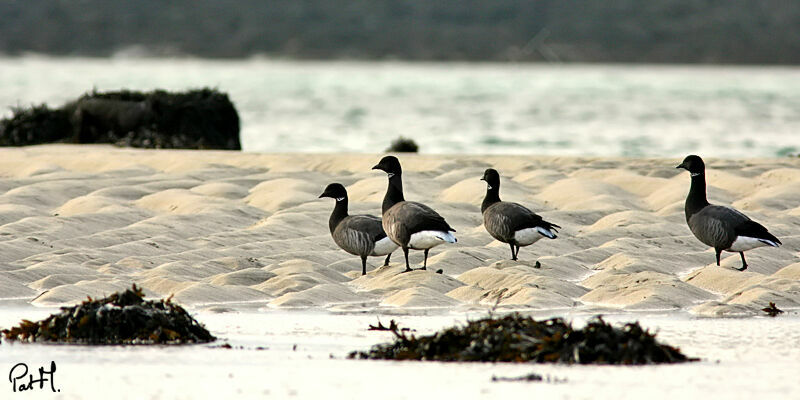 Brant Goose, identification, Behaviour