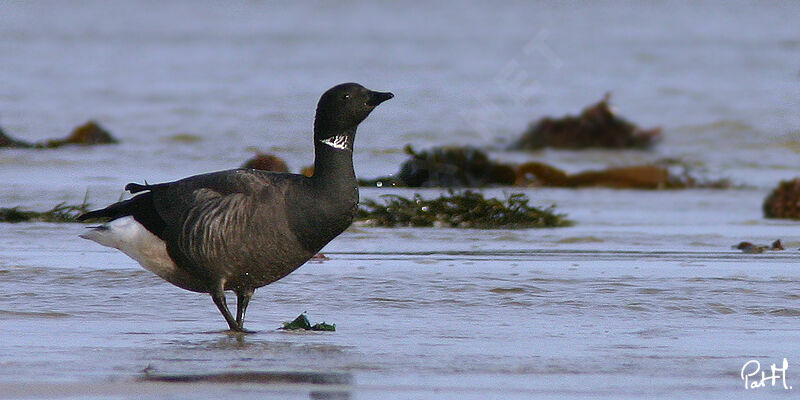 Brant Gooseadult, identification, Behaviour