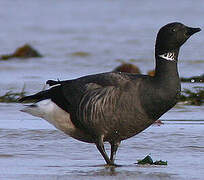 Brant Goose