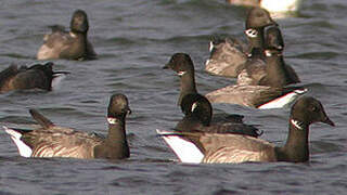 Brant Goose