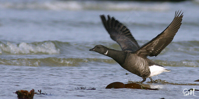 Brant Gooseadult, Flight, Behaviour