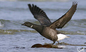 Brant Goose