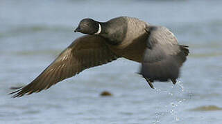 Brant Goose