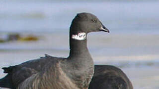 Brant Goose