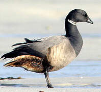 Brant Goose