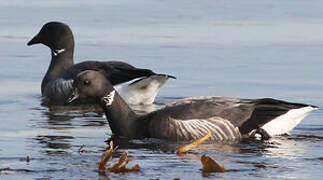 Brant Goose